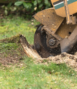 Stump Grinding Services In Melbourne