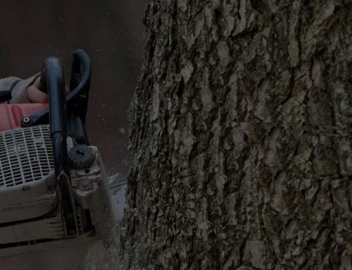 Why should you hire a professional for a tree removal