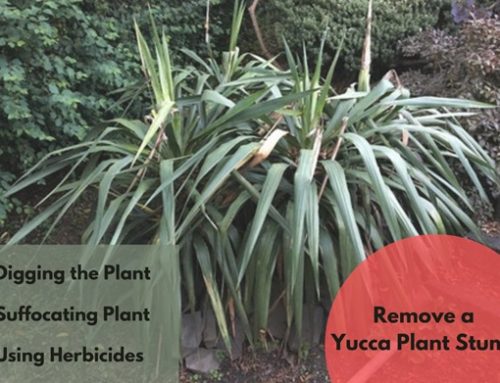 How to Remove a Yucca Plant Stump?