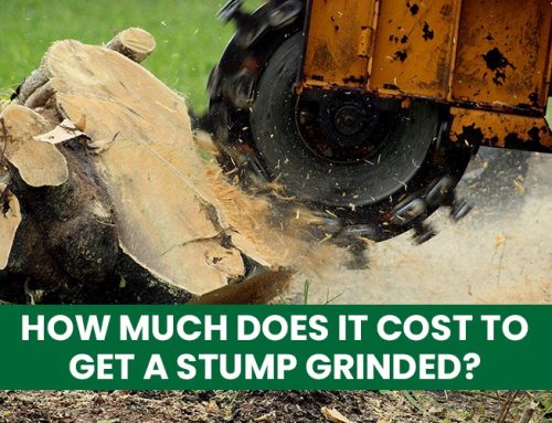 How Much Does It Cost To Get A Stump Grinded?