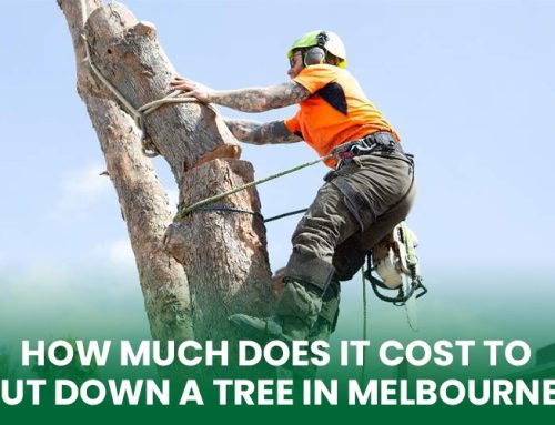 How Much Does It Cost To Cut Down A Tree In Melbourne?