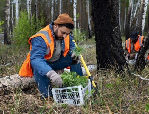 How Stump Grinding Helps Prevent Future Pest Problems