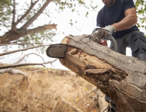 How to Protect Fences, Garden Beds and Paving During Stump Grinding