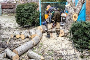 Stump Removal service Lalor